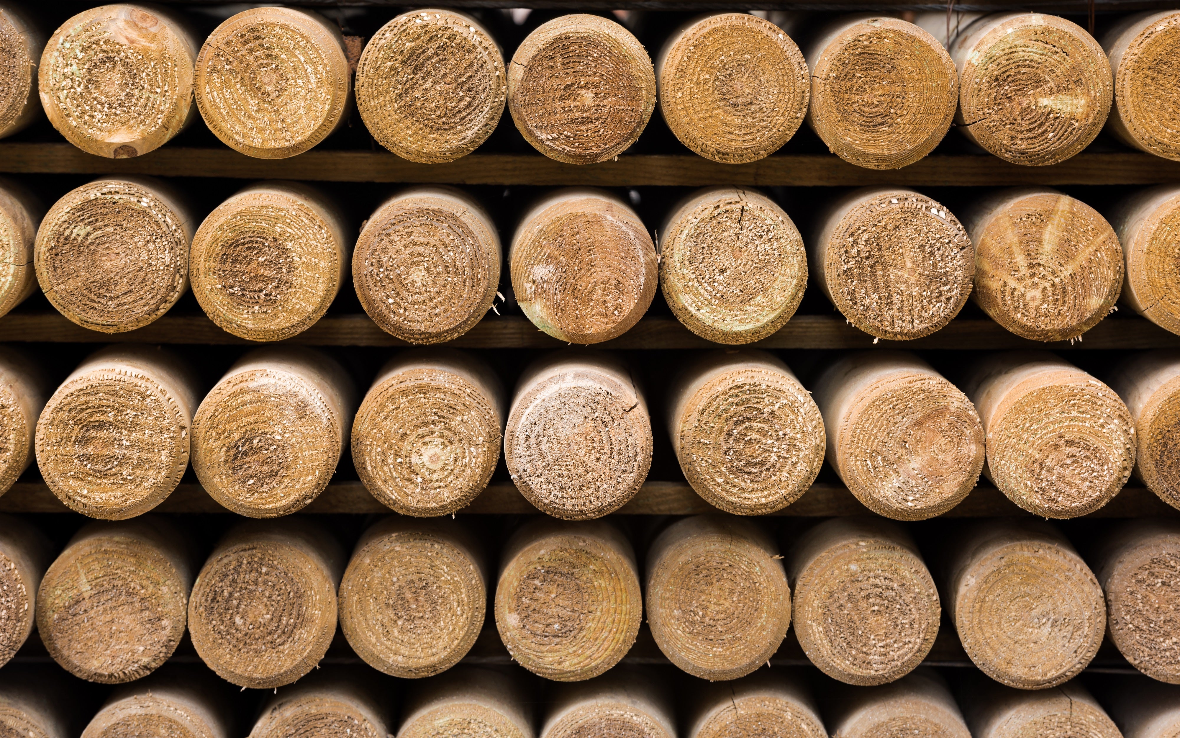 8cm Holzpfähle / Baumpfähle roh – einseitig gespitzt & gefast